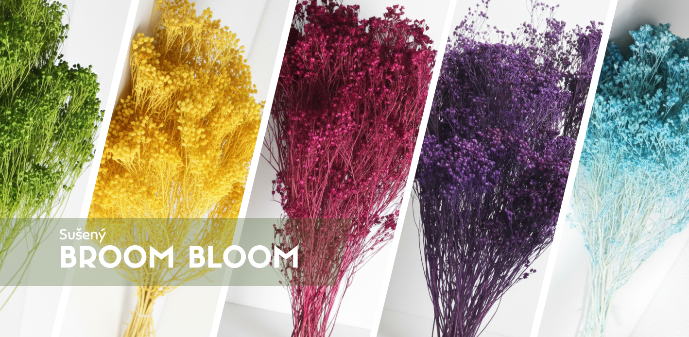 Sušený Broom Bloom – vřesovec metlatý do kytic a dekorací